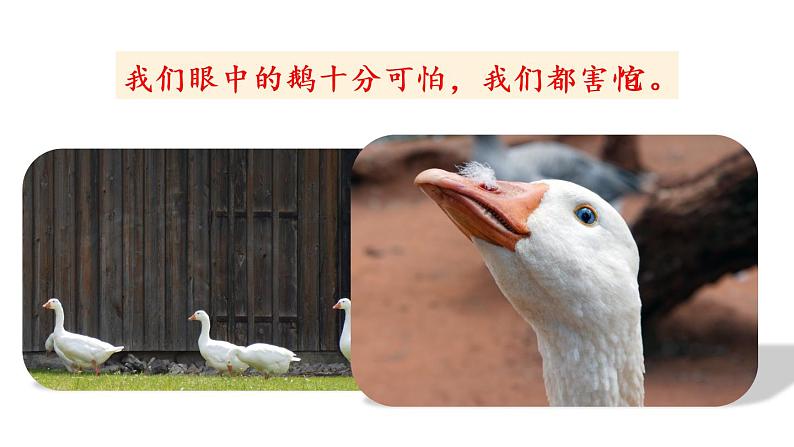 四年级上册语文人教部编版 18.牛与鹅  课件05