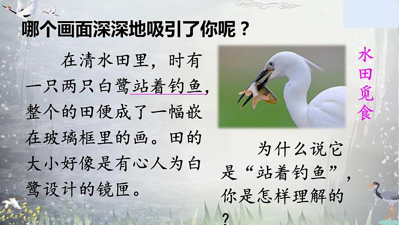 五年级上册语文人教部编版 1 白鹭  课件第5页