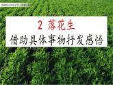 五年级上册语文人教部编版 2.落花生  课件