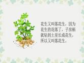 五年级上册语文人教部编版 2.落花生  课件