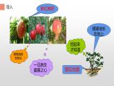 五年级上册语文人教部编版 2.落花生  课件