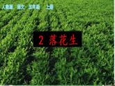 五年级上册语文人教部编版 2.落花生  课件
