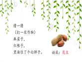 五年级上册语文人教部编版 2.落花生  课件