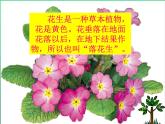 五年级上册语文人教部编版 2.落花生  课件