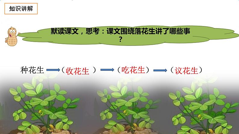 五年级上册语文人教部编版 2.落花生  课件05