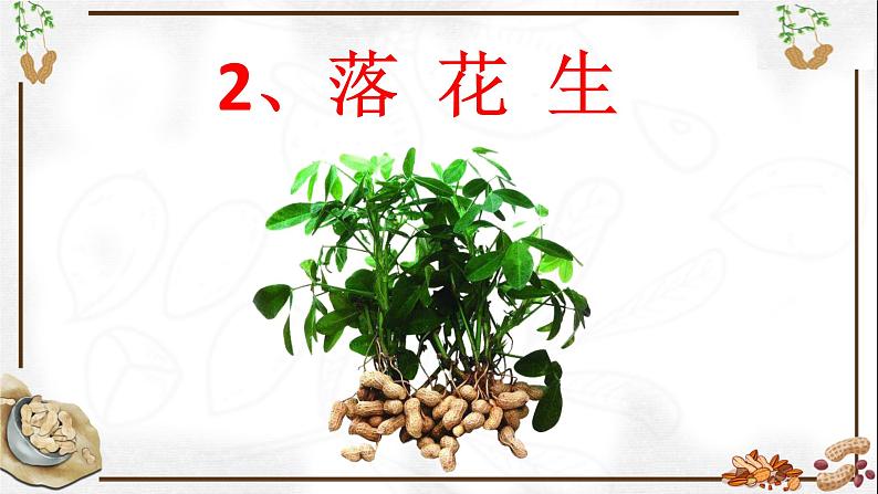 五年级上册语文人教部编版 2.落花生  课件01