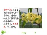 五年级上册语文人教部编版 3.桂花雨  课件