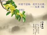 五年级上册语文人教部编版 3.桂花雨  课件
