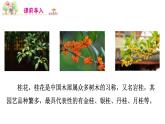 五年级上册语文人教部编版 3.桂花雨  课件