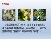五年级上册语文人教部编版 3.桂花雨  课件