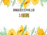 五年级上册语文人教部编版 3.桂花雨  课件
