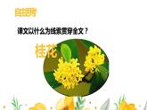 五年级上册语文人教部编版 3.桂花雨  课件