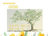 五年级上册语文人教部编版 3.桂花雨  课件