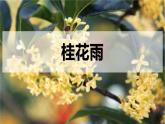 五年级上册语文人教部编版 3.桂花雨  课件