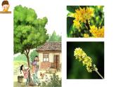 五年级上册语文人教部编版 3.桂花雨  课件