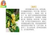 五年级上册语文人教部编版 3.桂花雨  课件