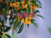 五年级上册语文人教部编版 3.桂花雨  课件