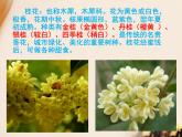 五年级上册语文人教部编版 3.桂花雨  课件