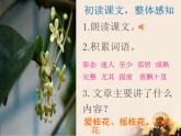 五年级上册语文人教部编版 3.桂花雨  课件