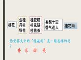 五年级上册语文人教部编版 3.桂花雨  课件