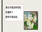 五年级上册语文人教部编版 3.桂花雨  课件