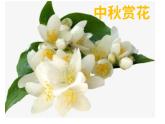 五年级上册语文人教部编版 3.桂花雨  课件