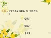 五年级上册语文人教部编版 3.桂花雨  课件