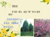 五年级上册语文人教部编版 3.桂花雨  课件