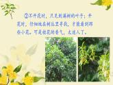 五年级上册语文人教部编版 3.桂花雨  课件