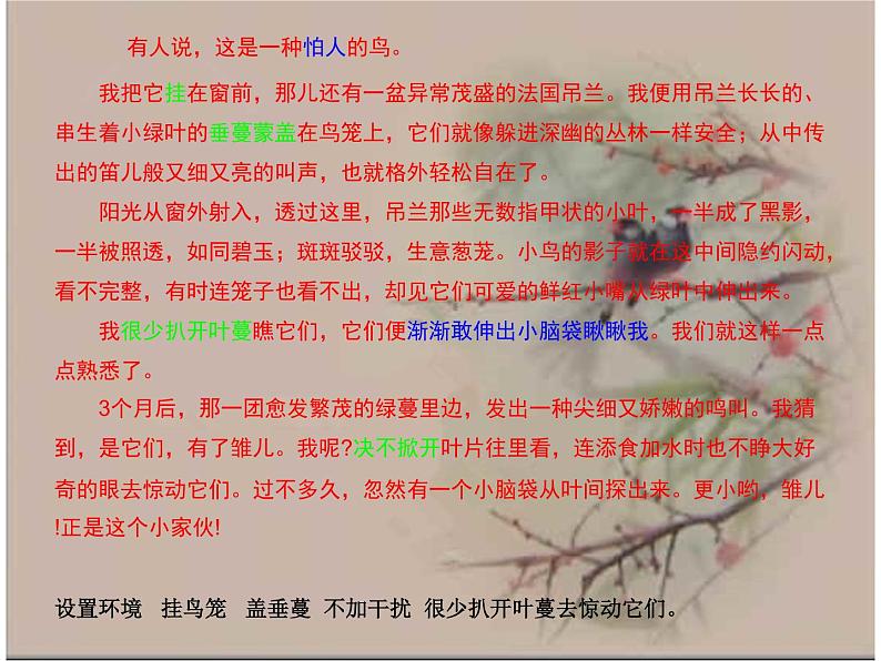 五年级上册语文人教部编版 4.珍珠鸟  课件08