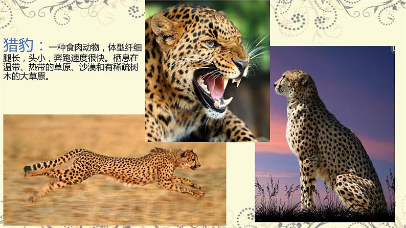 五年级上册语文人教部编版 7.什么比猎豹的速度更快  课件03