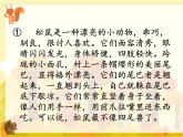 五年级上册语文人教部编版 17.松鼠  课件