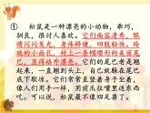 五年级上册语文人教部编版 17.松鼠  课件