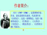 五年级上册语文人教部编版 17.松鼠  课件
