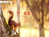 五年级上册语文人教部编版 17.松鼠  课件