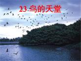 五年级上册 23 鸟的天堂 课件