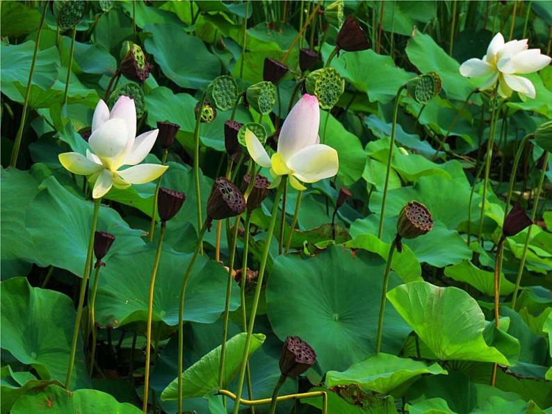 五年级上册语文人教部编版 22.四季之美  课件第3页