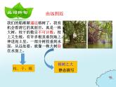 五年级上册语文人教部编版 23.鸟的天堂  课件