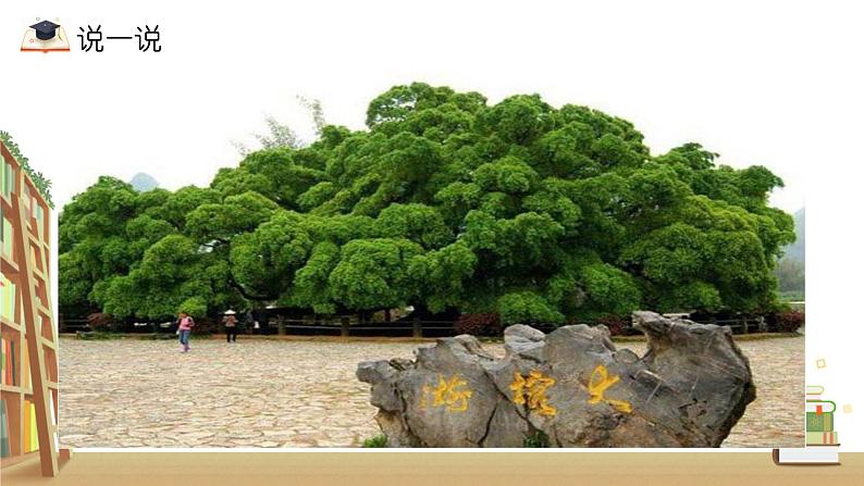 五年级上册语文人教部编版 23.鸟的天堂  课件第3页