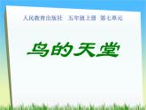 五年级上册语文人教部编版 23.鸟的天堂  课件