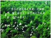 五年级上册语文人教部编版 23.鸟的天堂  课件