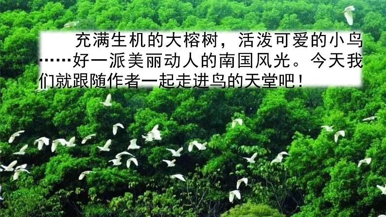 五年级上册语文人教部编版 23.鸟的天堂  课件第2页