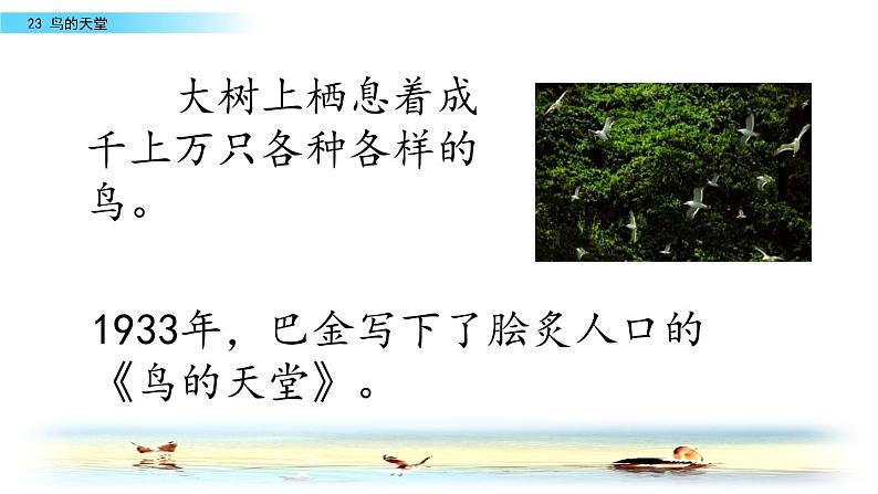 五年级上册语文人教部编版 23.鸟的天堂  课件第6页