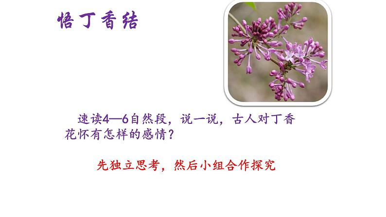 六年级上册语文人教部编版 2.丁香结  课件第7页