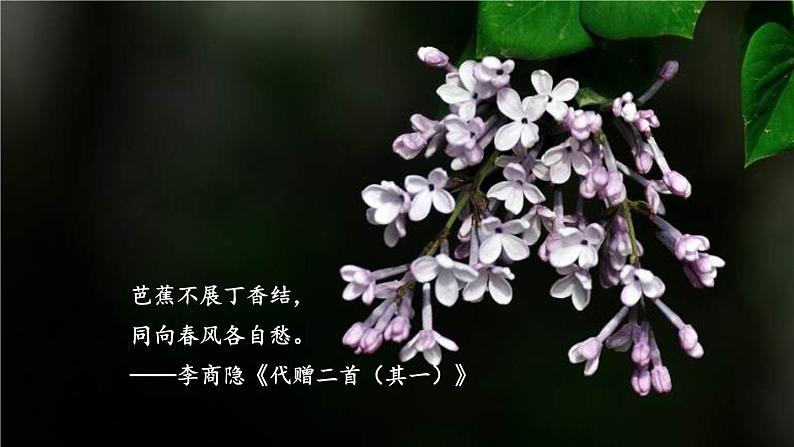 六年级上册语文人教部编版 2.丁香结  课件第8页