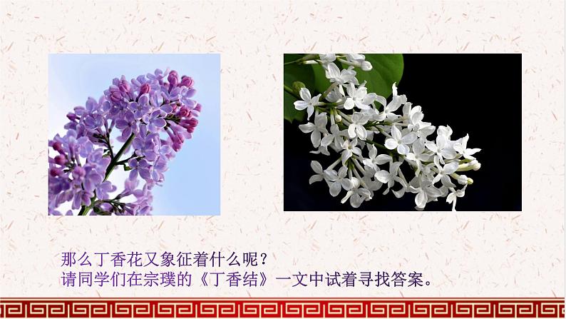 六年级上册语文人教部编版 2.丁香结  课件04