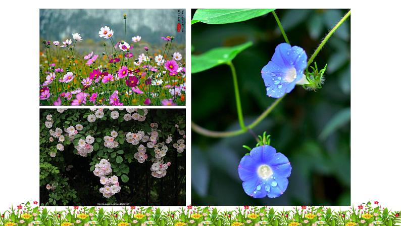 六年级上册语文人教部编版 4.花之歌  课件第4页