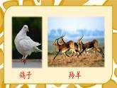 统编6年级语文上册 第八单元  语文园地八 PPT课件+教案