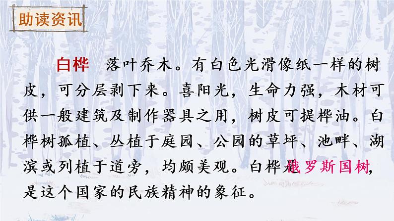 11《白桦》课件PPT+生字课件+教案+音视频素材（含课文朗读）04