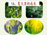 六年级上册语文人教部编版 16.夏天里的成长   课件
